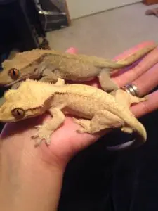 A photo of two crested geckos living together