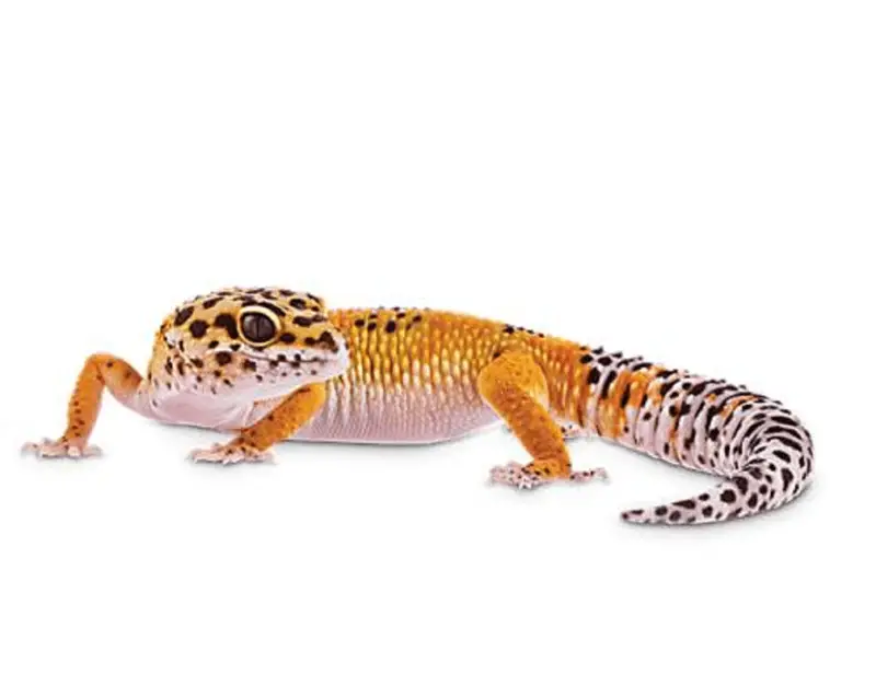 A photo of a leopard gecko on a white background