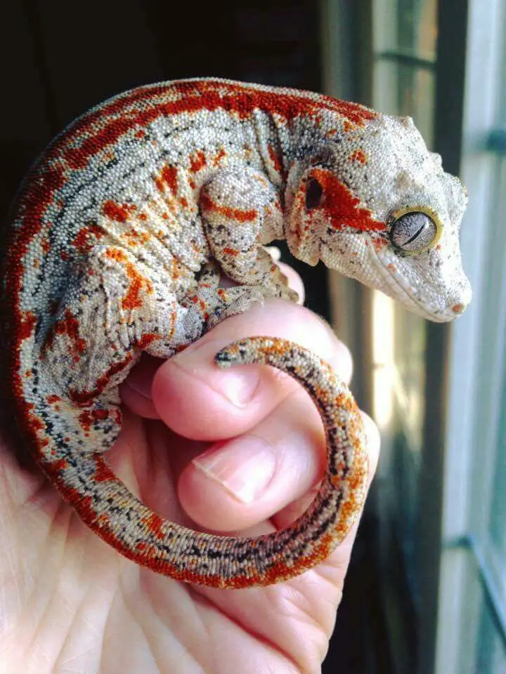 A photo of a gargoyle gecko on a hand.