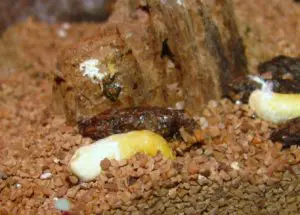 A photo of leopard gecko poop and urates