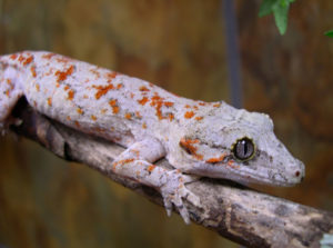A gargoyle gecko on a branch