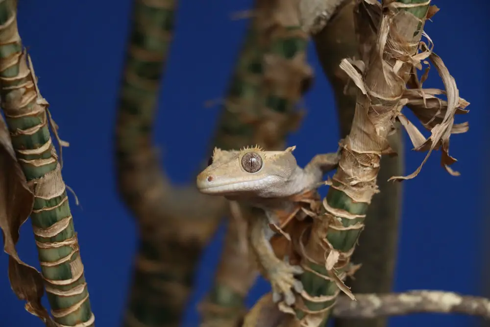 A photo of a crested gecko sat in a branch