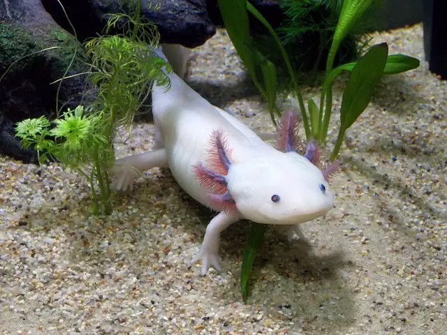 A photo of an Axolotl in its tank