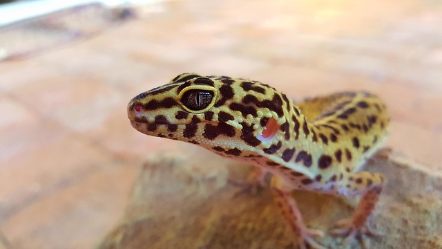 A close up photo of a leopard gecko digging