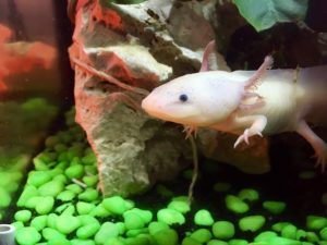 A photo of an Axolotl smiling