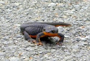 A photo of a rough skinned newt on a roadside