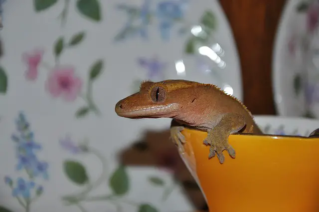 A photo of a crested gecko in a bowl