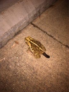 A photo of a frog excreting poop