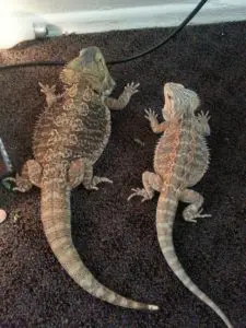 A photo of a German giant bearded dragon next to a standard bearded dragon