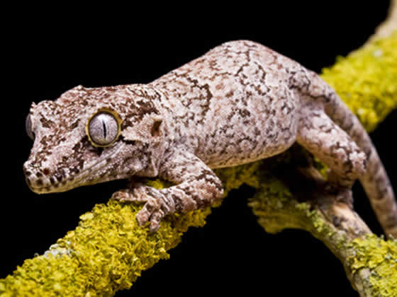 A photo of a gargoyle gecko on a tree branch