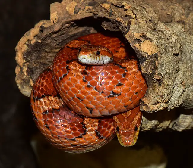 A photo of a corn snake coiled up in a tree