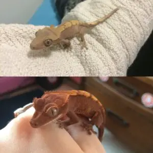 A photo of a fired up crested gecko next to a fired down one.