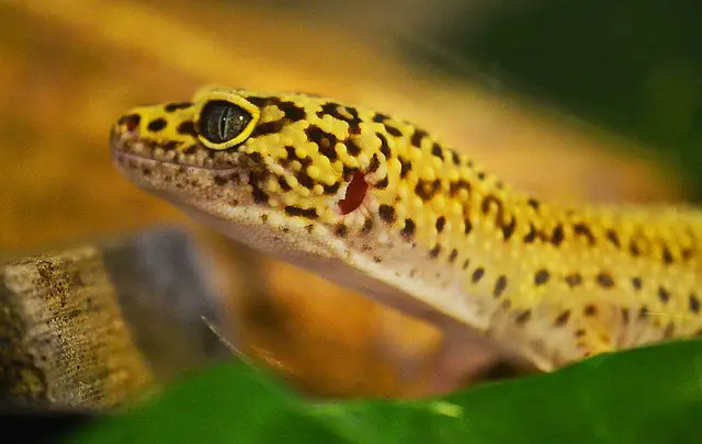 A close up photo of a leopard gecko