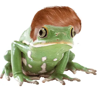 A photo of a frog with pretend hair