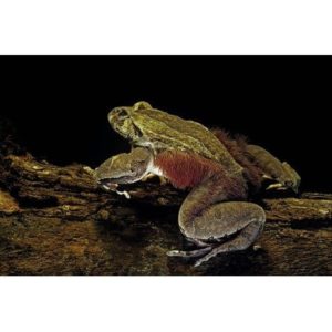 A photo of a wolverine frog