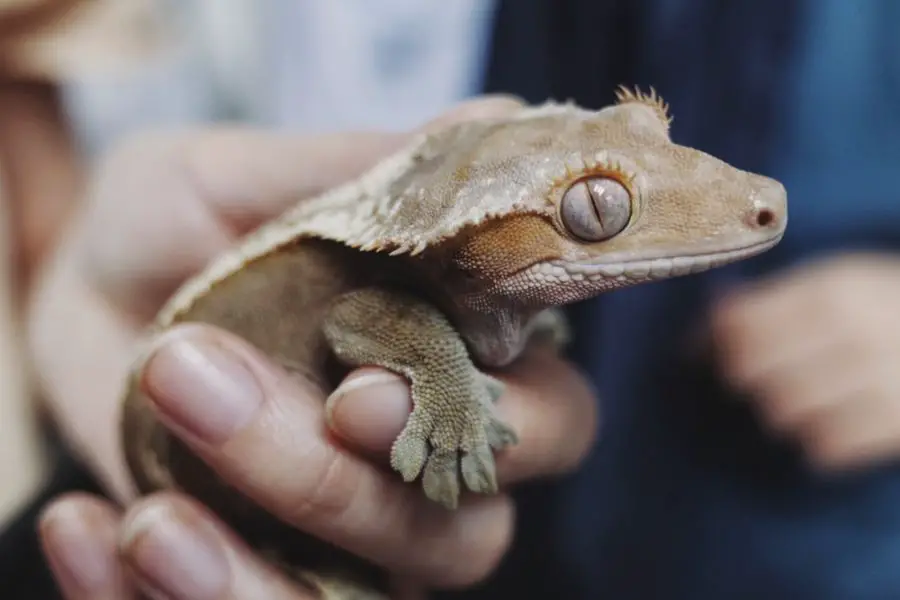 A photo of a pet crested gecko on a hand.