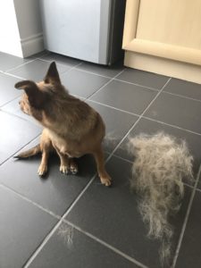 A photo of our Jackaranian Pompom next to a pile of shed hair