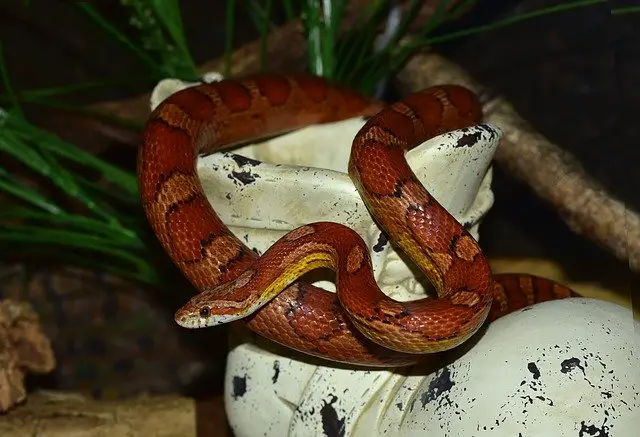 Do Pet Snakes Get Bored, Lonely Or Stressed?