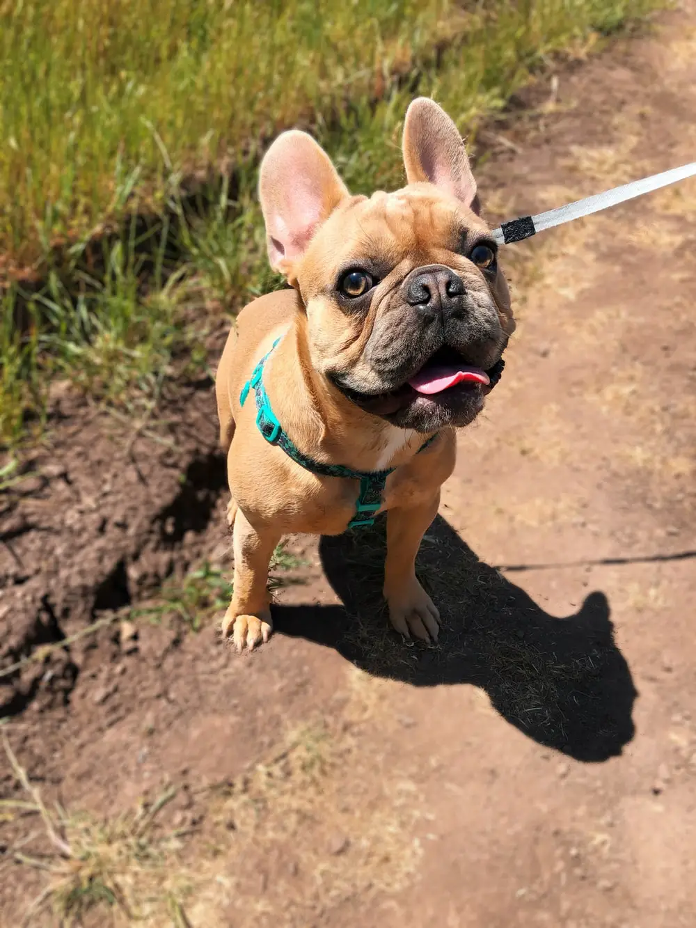 Do French Bulldogs Shed and are they hypoallergenic?