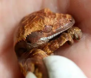 A photo of a crested gecko that is asleep.