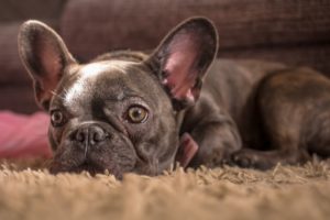 A photo of a french bulldog sleeping on a rug