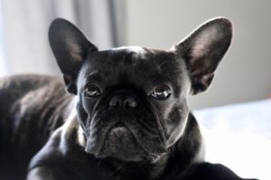 A photo of a french bulldog relaxing in a ho r