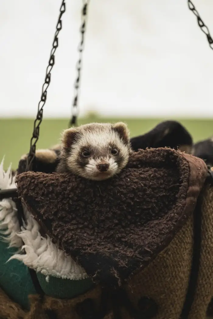 A photo of a ferret resting in a basket