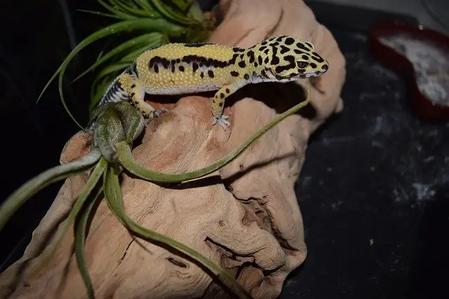 A photo of a leopard gecko in its terrarium.