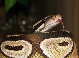 A photo of a coiled up ball python