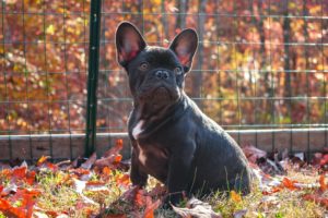 A photo of a french bulldog barking