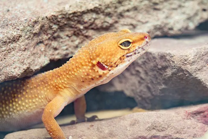 a photo of a leopard gecko hiding in its tank