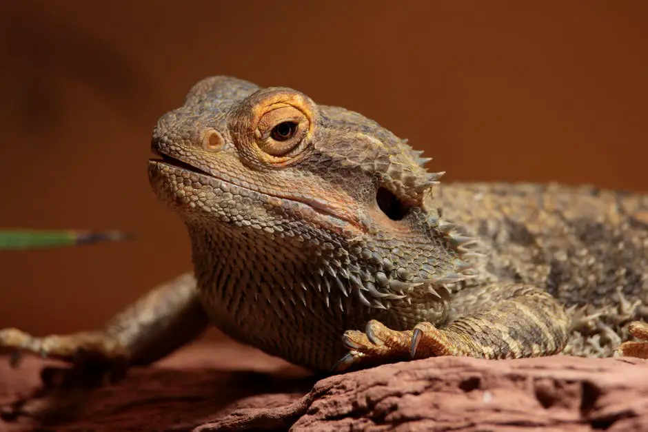 a photo of a relaxing bearded dragom