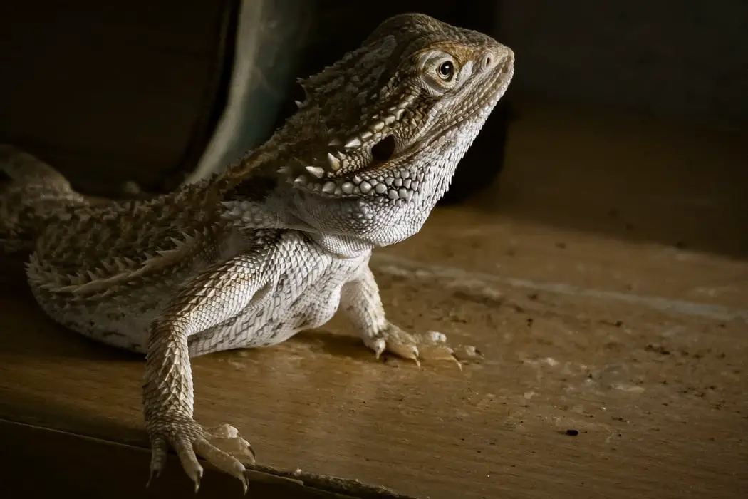 a photo of a bearded dragon looking happy and alert.
