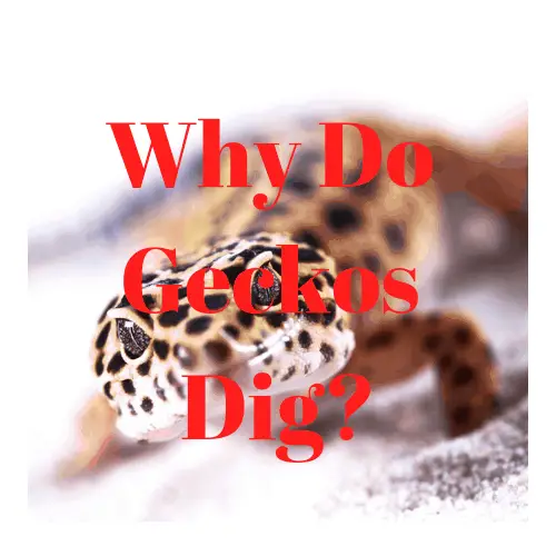 gecko digging featured image