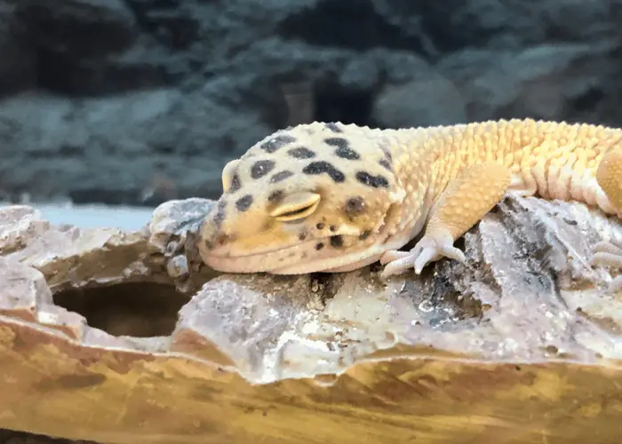 a photo of a gecko digging in its tank