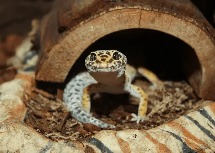a photo of a leopard gecko coming out of its hide