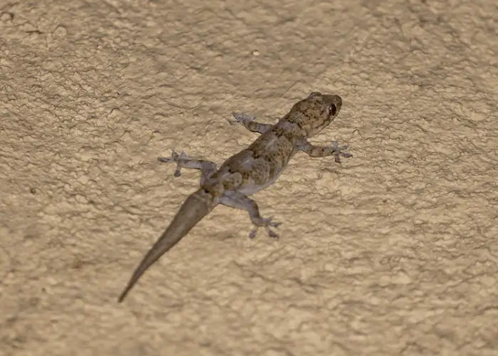 a photo of a common house Gecko or Brown lizard