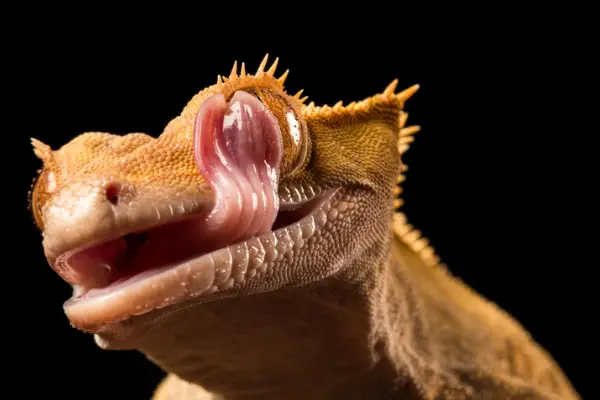 A photo of a crested gecko licking its bum