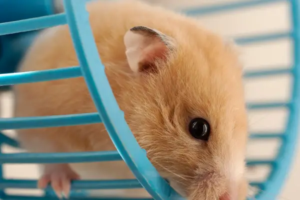 A hamster on a dangerous hamster wheel