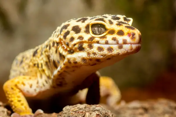 A photo of a leopard gecko sneezing