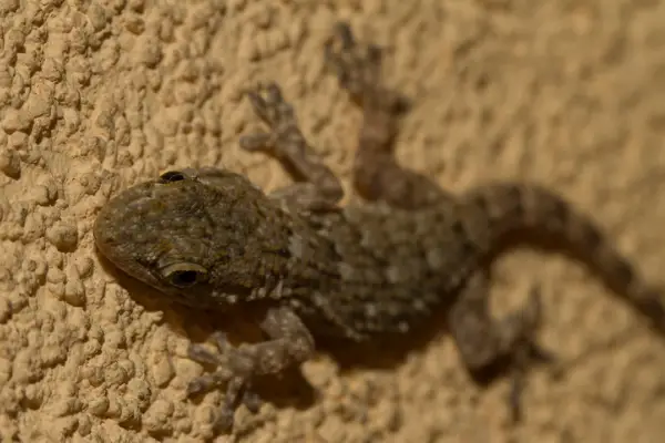 A photo of a common house Gecko climbing a wall