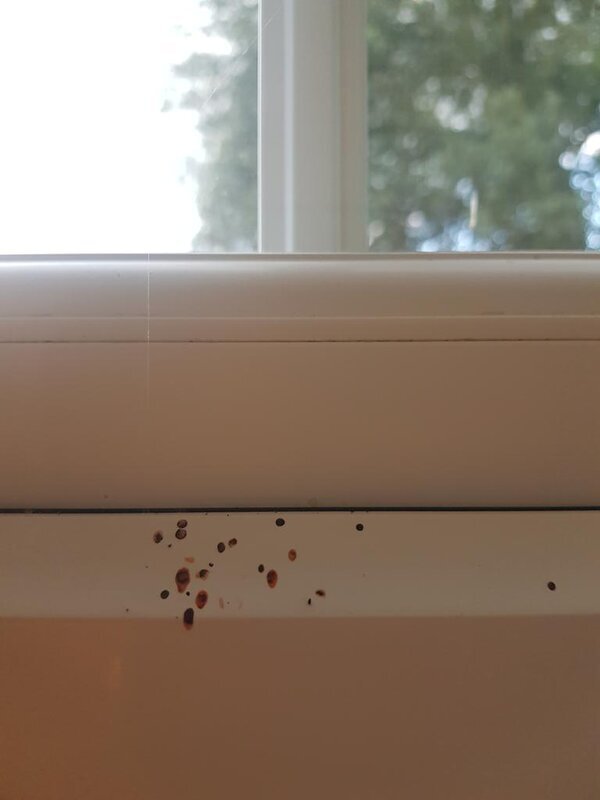 A photo of some spider poop around a window frame