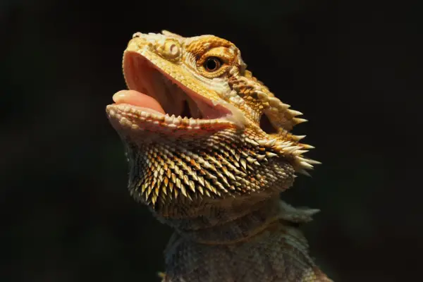 A photo of a bearded dragon licking