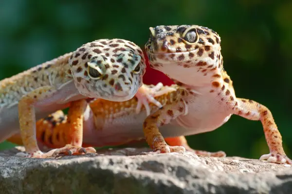 A photo of two Leopard Geckos in a terrarium