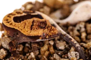 A photo of a fired up baby crested gecko