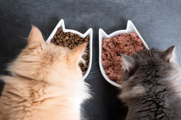 A photo of two bowls of cat food, one dry and one wet