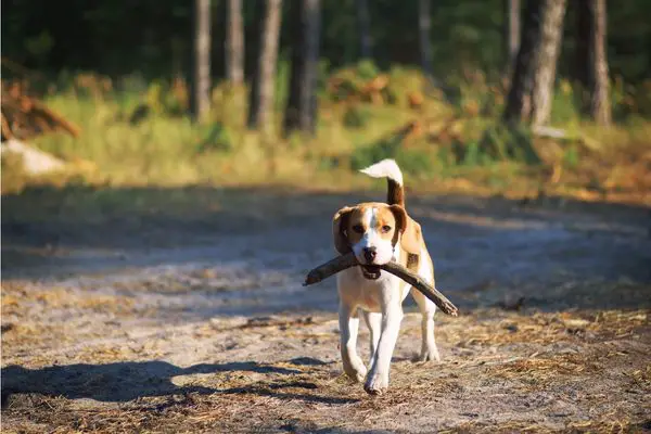 A photo of a beagle dog carrying a stick in its mouth